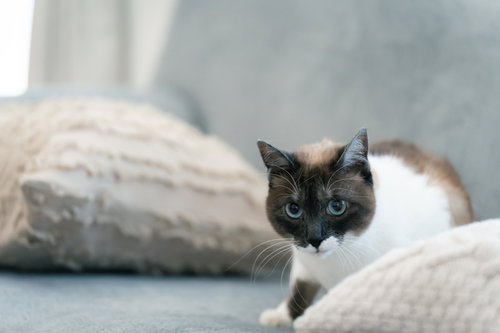 警戒して身を隠すにゃんこ、クッションの陰から覗く