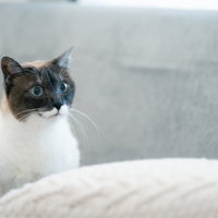 垣間見るシャム猫の青い瞳 ソファーで何かを凝視する猫の表情の写真