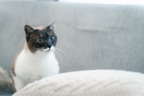 垣間見るシャム猫の青い瞳 ソファーで何かを凝視する猫の表情