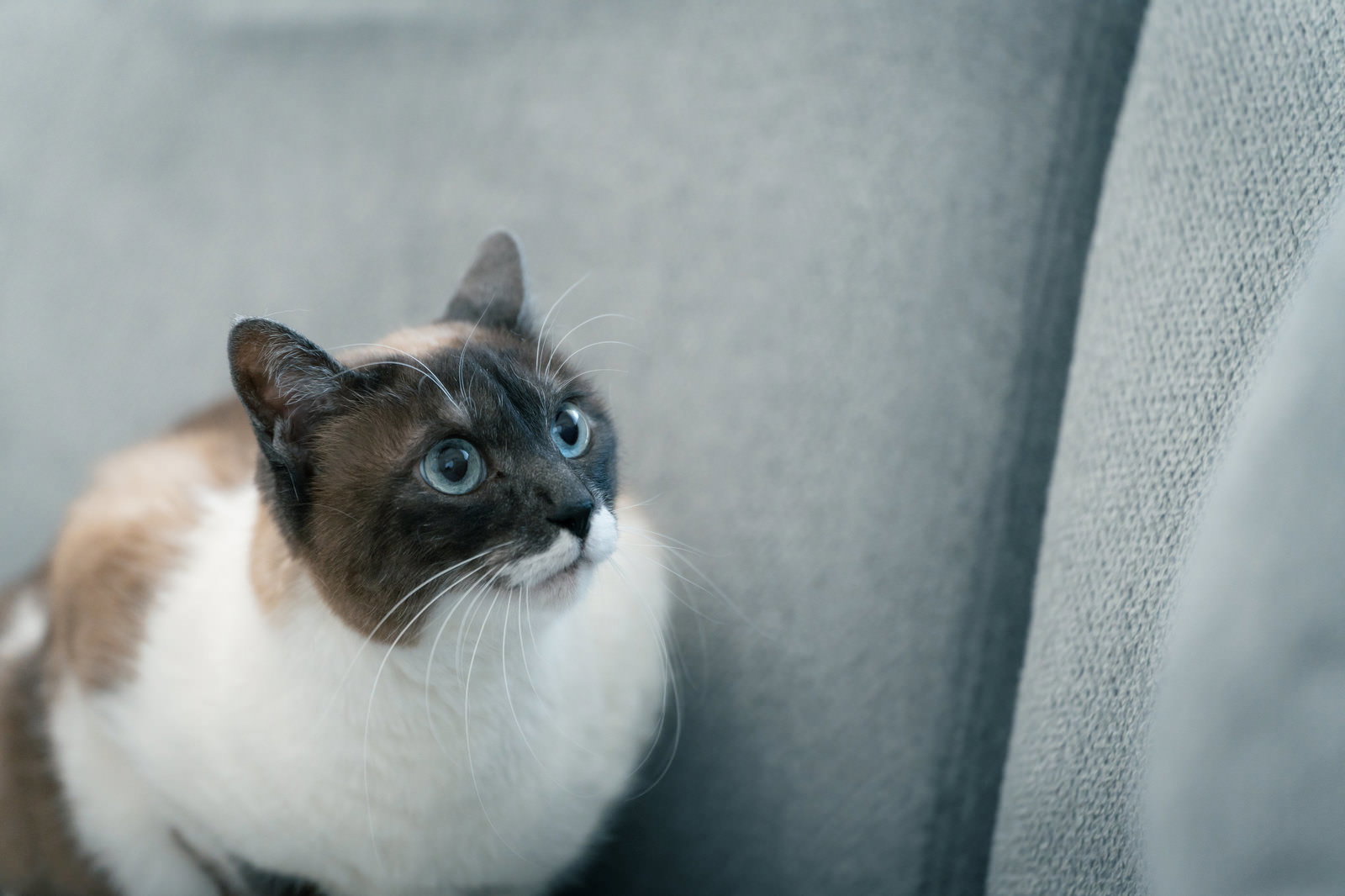 グレーのソファの上でくつろぐ白とベージュの毛色の猫［モデル：プー］