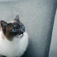 飛びかかる寸前のソファ上の白茶猫がじっと狙うの写真