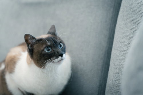 飛びかかる寸前のソファ上の白茶猫がじっと狙う