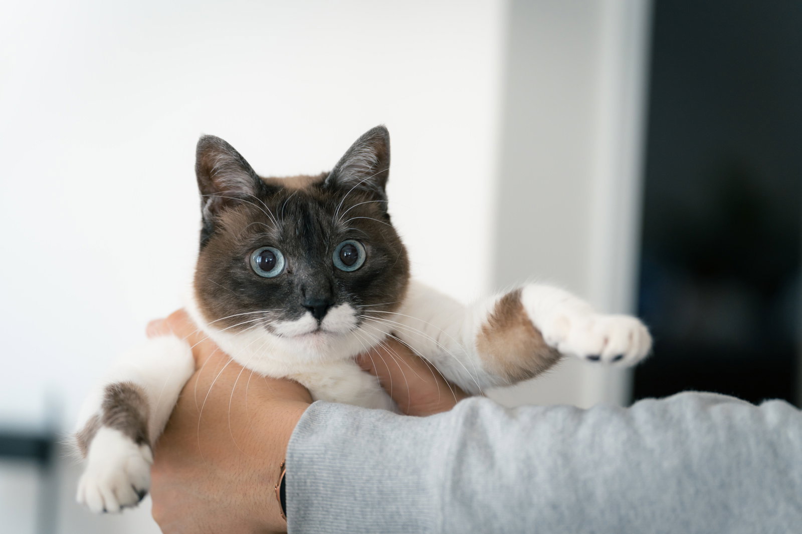 飼い主の手に抱っこされているグレーと白の毛色の猫［モデル：プー］