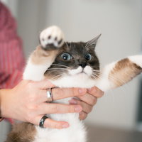 飼い主に抱かれて伸び猫、キジトラ模様のペットの写真