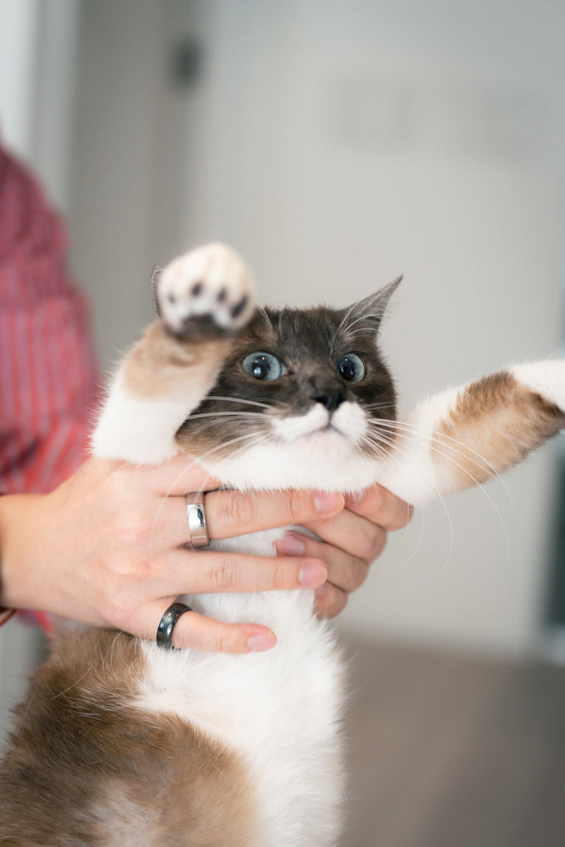 飼い主の手に抱かれているキジトラ猫［モデル：プー］