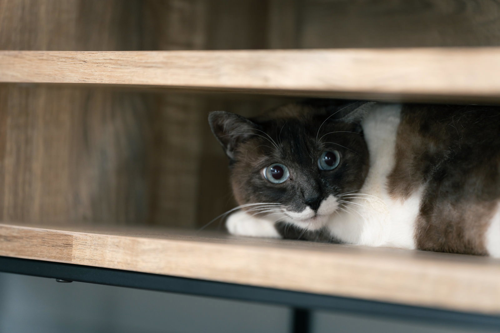 木製の戸棚の隙間から青い目で覗く白と黒の猫