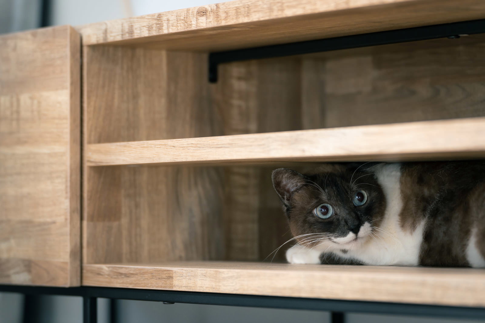 木製の棚の隙間から顔を覗かせている白黒の猫