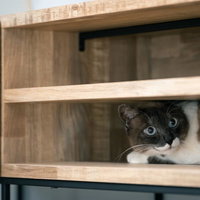 棚の隙間から顔を覗かせる隠れ猫の写真