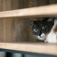 戸棚の隙間に隠れて睨む、ご機嫌斜め猫。木製の狭い隙間からの写真