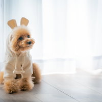 うさぎの着ぐるみを着てポージングするトイプードルの写真
