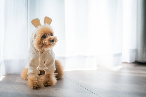 うさぎの着ぐるみを着てポージングするトイプードル