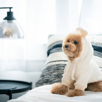 青い犬服を着たトイプードルのおすわり姿。ふわふわの毛色が特徴の写真