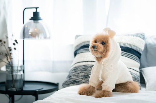 青い犬服を着たトイプードルのおすわり姿。ふわふわの毛色が特徴