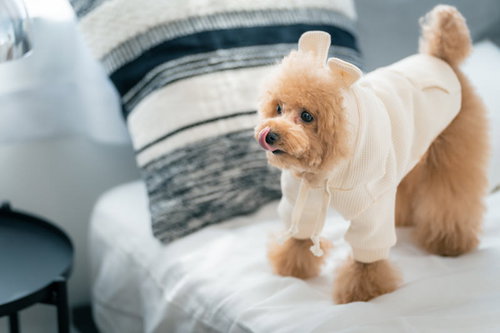 ベッドの上で舌をぺろりと出すトイプードルのドッグウェア姿