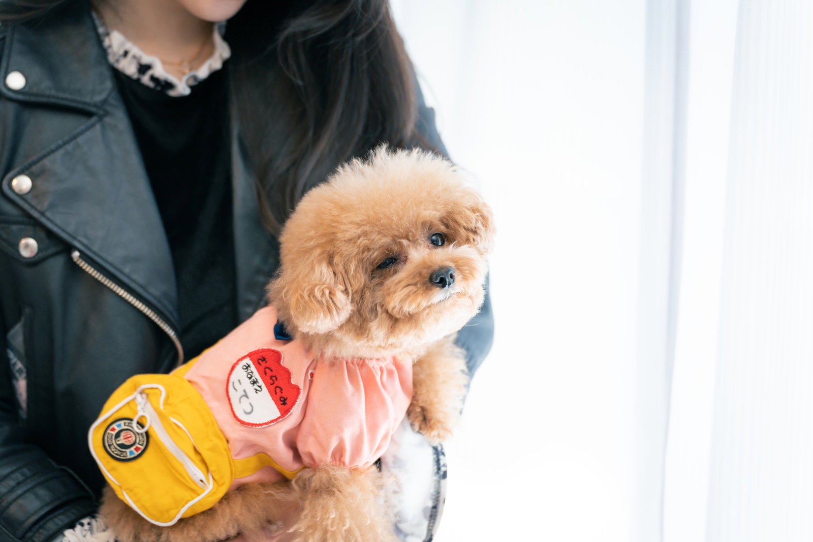 ピンクの洋服を着た茶色いトイプードルが飼い主に抱かれてウィンクしている［モデル：こてつ］