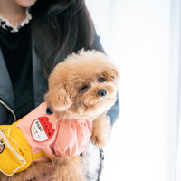 飼い主に抱かれてウィンクするピンク洋服姿のトイプードルの写真