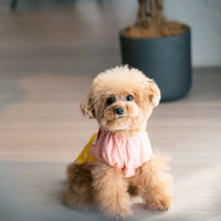 窓辺でお座りする薄茶色のトイプードルの愛犬の写真