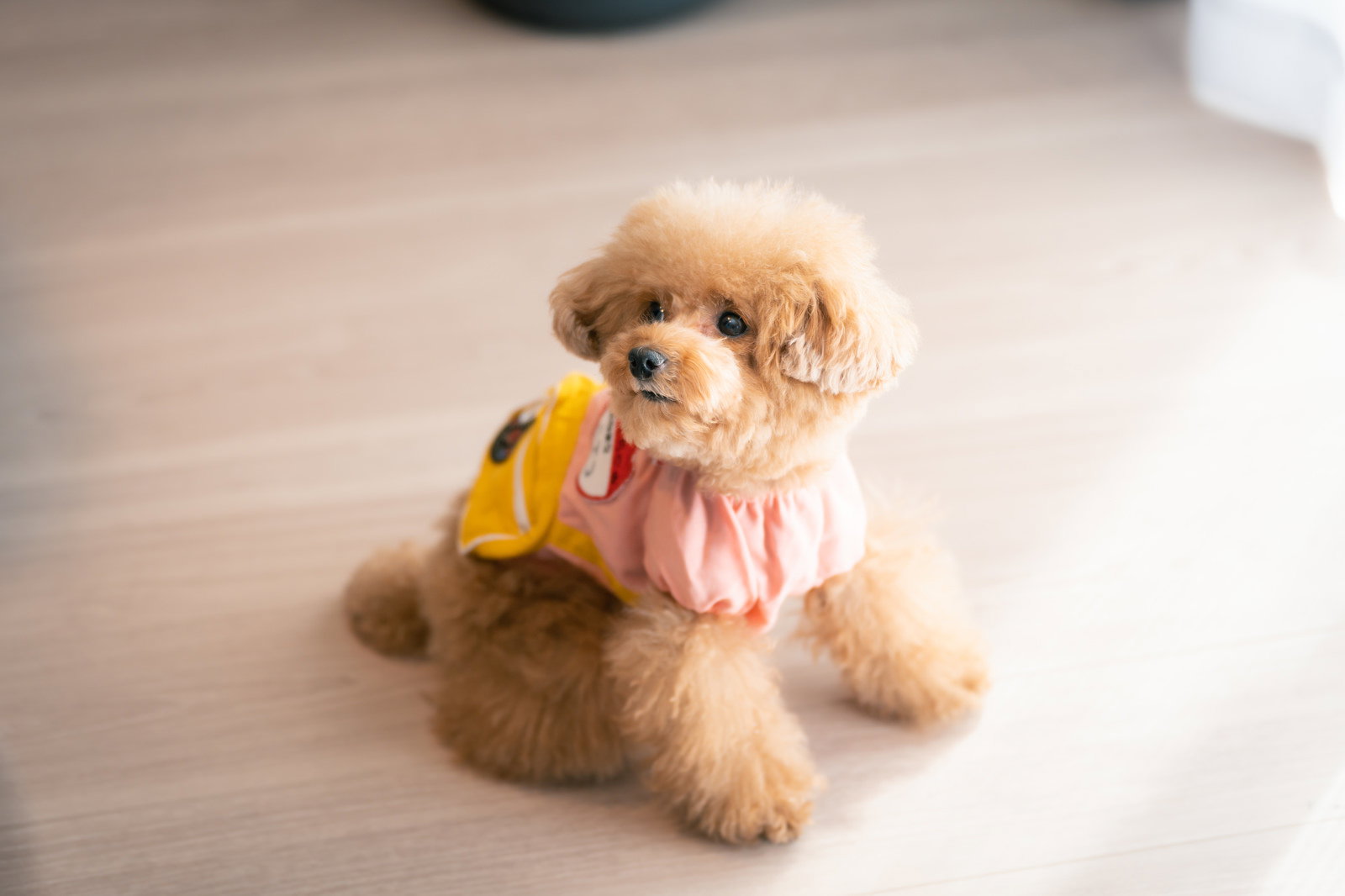 ピンクの洋服を着て室内で座っているトイプードル