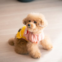 お出かけ前のそわそわトイプードル、ピンクの洋服姿の写真