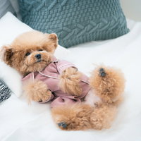 おやすみ前のパジャマ姿で白いベッドに寝転がるトイプードルの写真