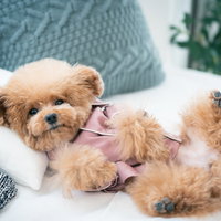 パジャマ姿でお腹を見せて寝転がるトイプードルの写真