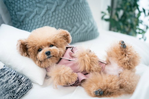 パジャマ姿でお腹を見せて寝転がるトイプードル