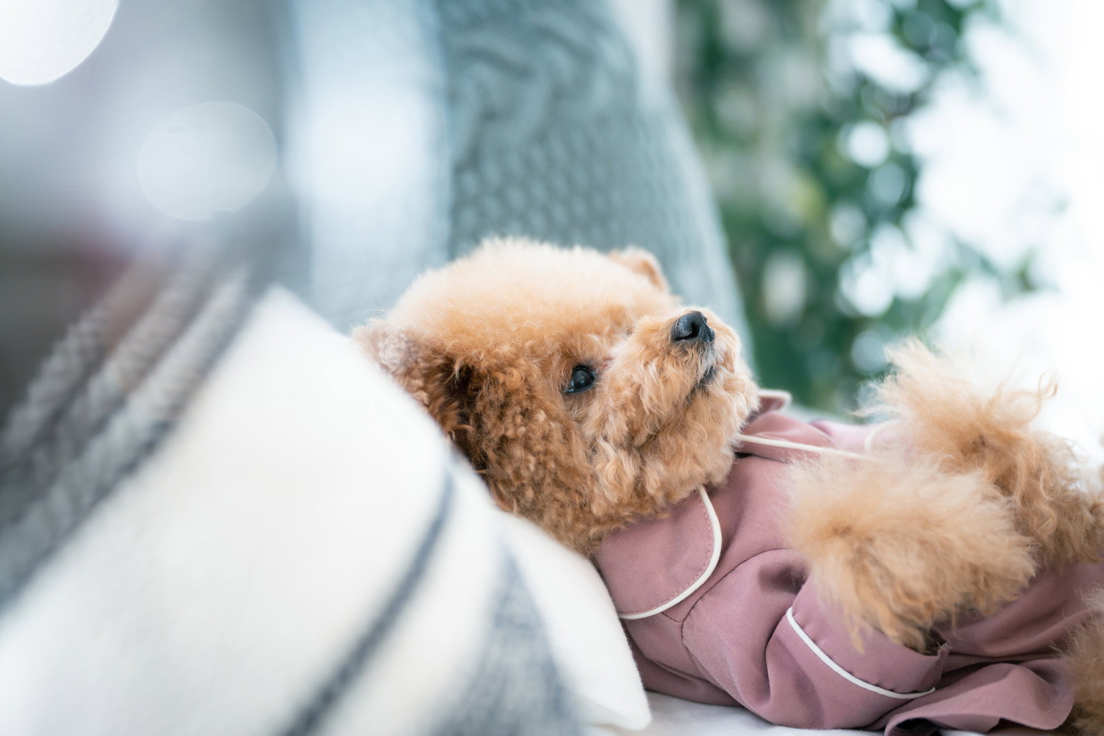 A brown Toy Poodle wearing pink pajamas lying on a white sofa