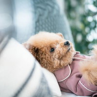 ピンクのパジャマを着て寝転がる、寝落ちしそうなトイプードルの写真