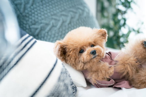 ベッドでパジャマ姿のトイプードルがごろん