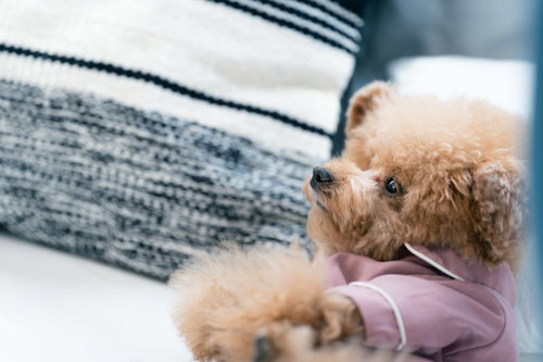 紫色のパジャマを着て遠くを見つめるトイプードル