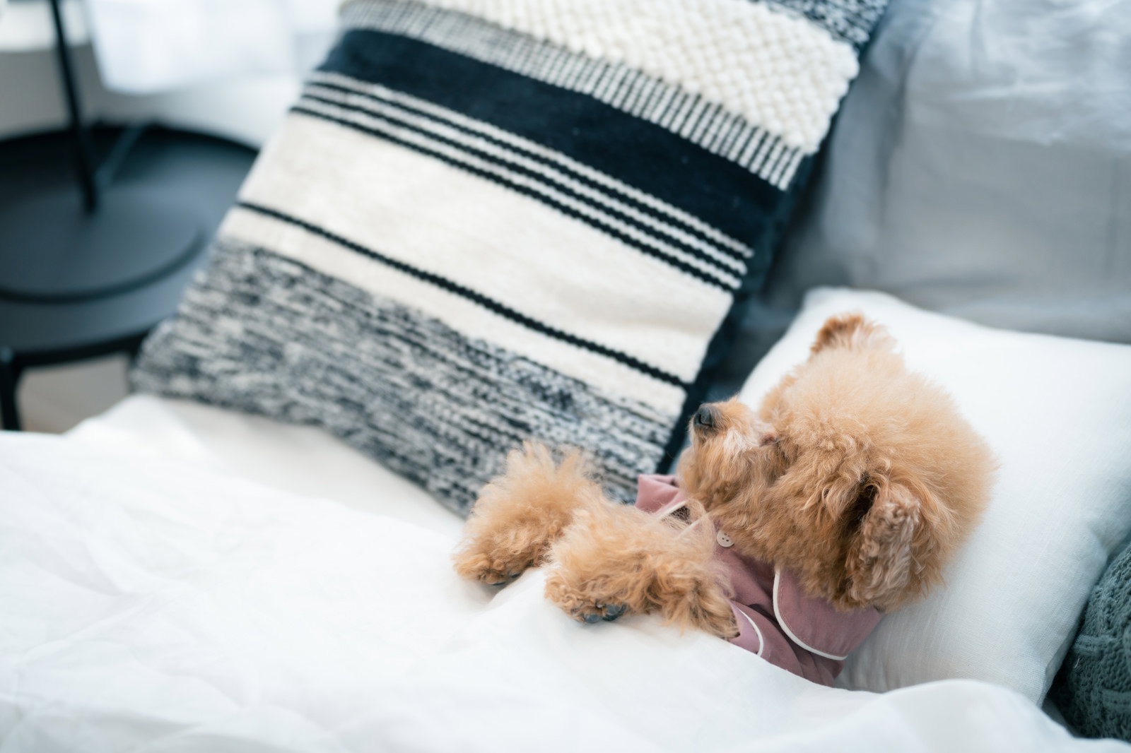 白いベッドで丸くなって眠る茶色いトイプードル［モデル：こてつ］