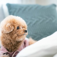 周りを見渡すトイプードル、ベッドで振り返る姿の写真