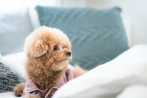 周りを見渡すトイプードル、ベッドで振り返る姿
