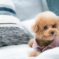 ベッドの上でぺろり舌を出すトイプードルの可愛い表情の写真