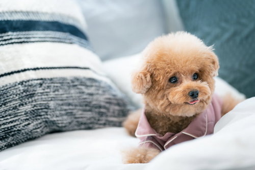 ベッドの上でぺろり舌を出すトイプードルの可愛い表情