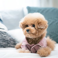 ピンク色の洋服を着たトイプードルが伏せをしている姿の写真