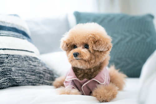 ピンク色の洋服を着たトイプードルが伏せをしている姿