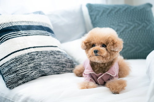 寝室のベッドでスタンバってるトイプードル