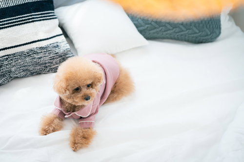 お布団の上で伏せて飼い主を待つトイプードル