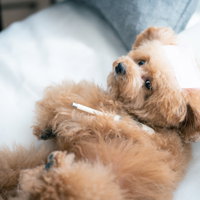 風邪で寝込むトイプードルとオーナー、白いタオルで温かく看病する様子の写真