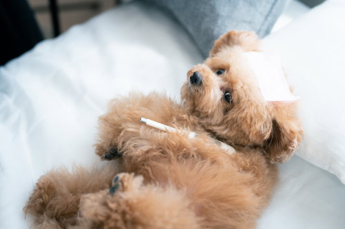 風邪で寝込むトイプードルとオーナー、白いタオルで温かく看病する様子