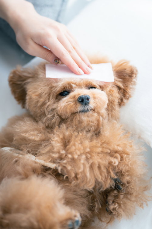冷えピタを額に貼って看病されるトイプードルの風邪