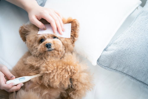 飼い主にヒトと同じように検温されるトイプードル