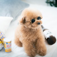 転がるお酒とサングラス着用のトイプードルの写真