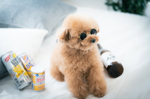 転がるお酒とサングラス着用のトイプードル