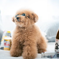 転がる酒瓶とサングラスをかけたトイプードルの写真