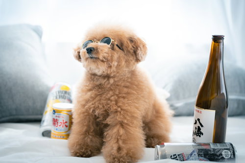 転がる酒瓶とサングラスをかけたトイプードル