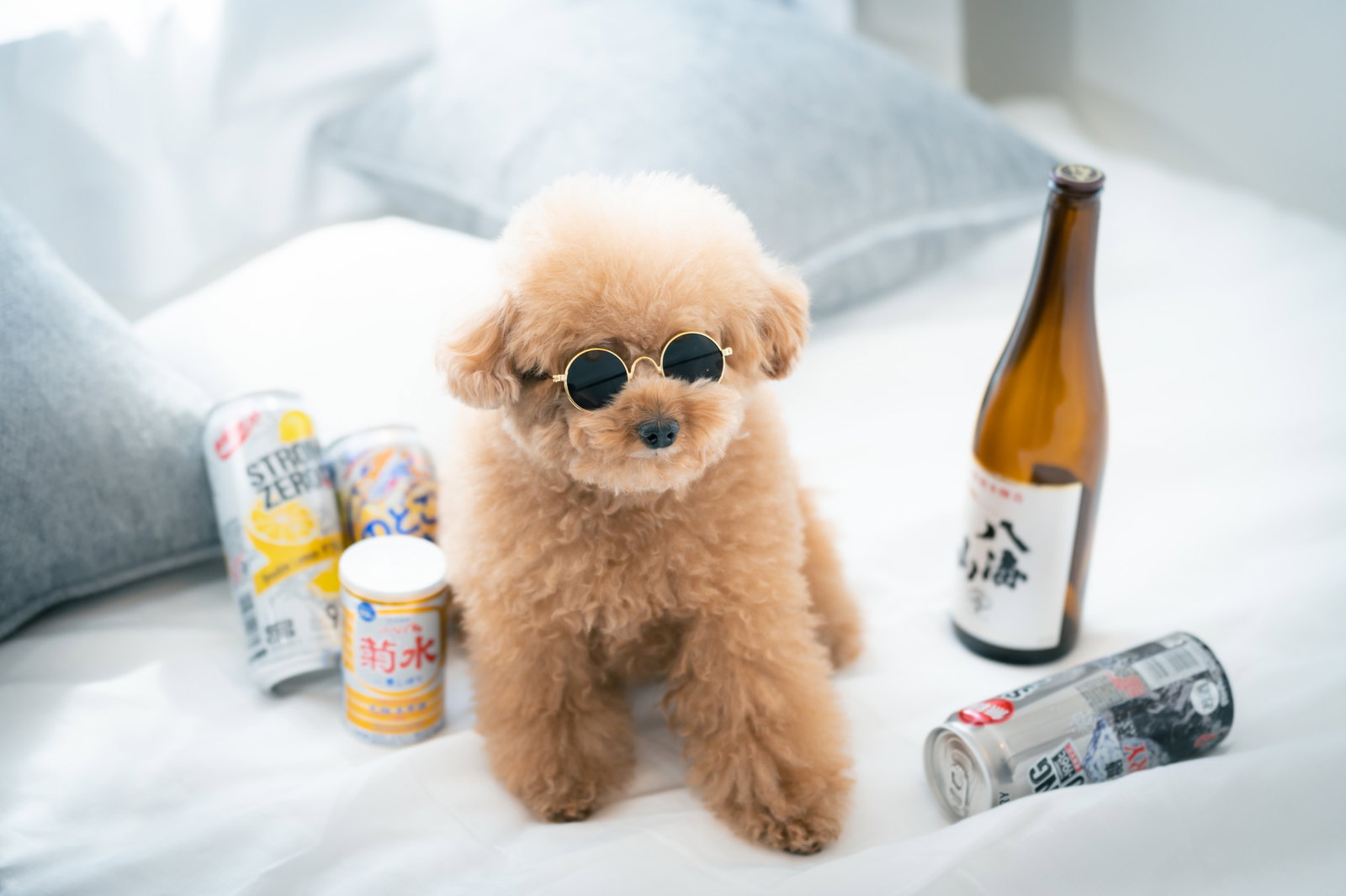 サングラスをかけた茶色のトイプードルとビール瓶や缶ビールが散らばるソファの上［モデル：こてつ］