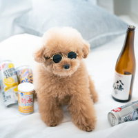 散らばるお酒とサングラスをかけたトイプードルの写真