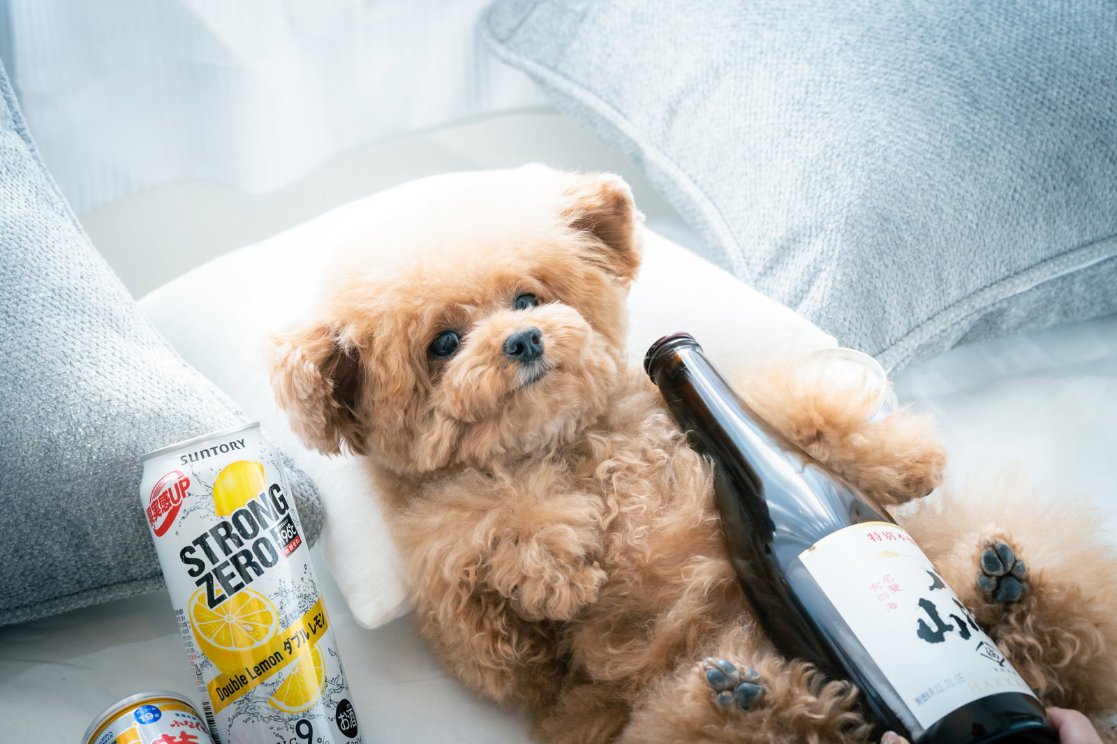 ストゼロと日本酒に挟まれたトイプードル［モデル：こてつ］